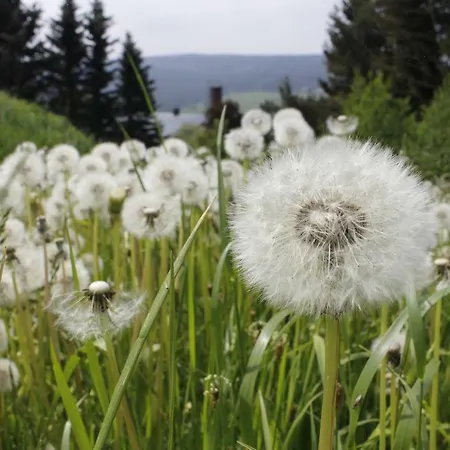 Alloggio in famiglia Ferienzimmer Koenig